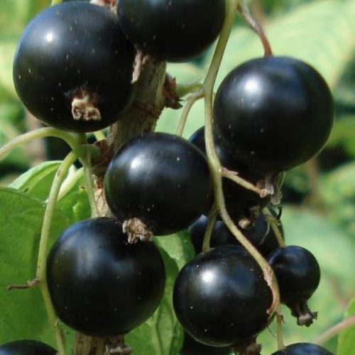 Основное изображение товара