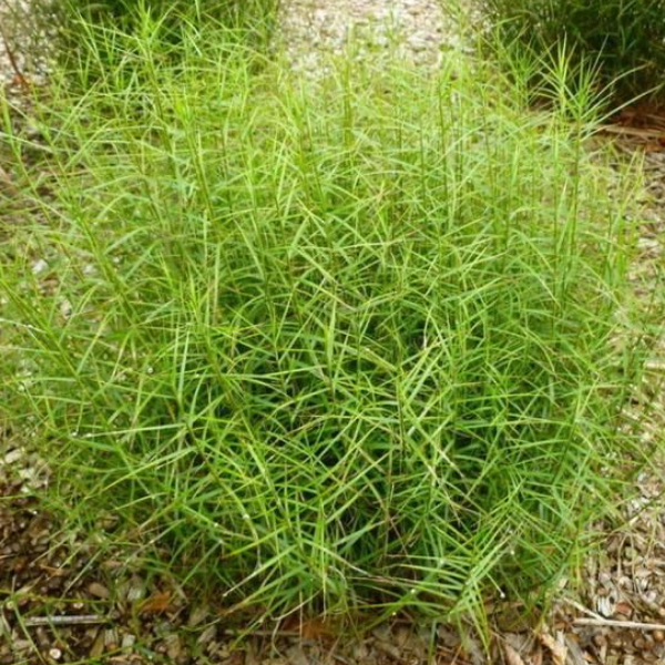 Основное изображение товара