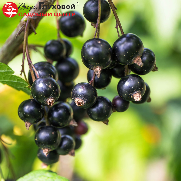 Основное изображение товара