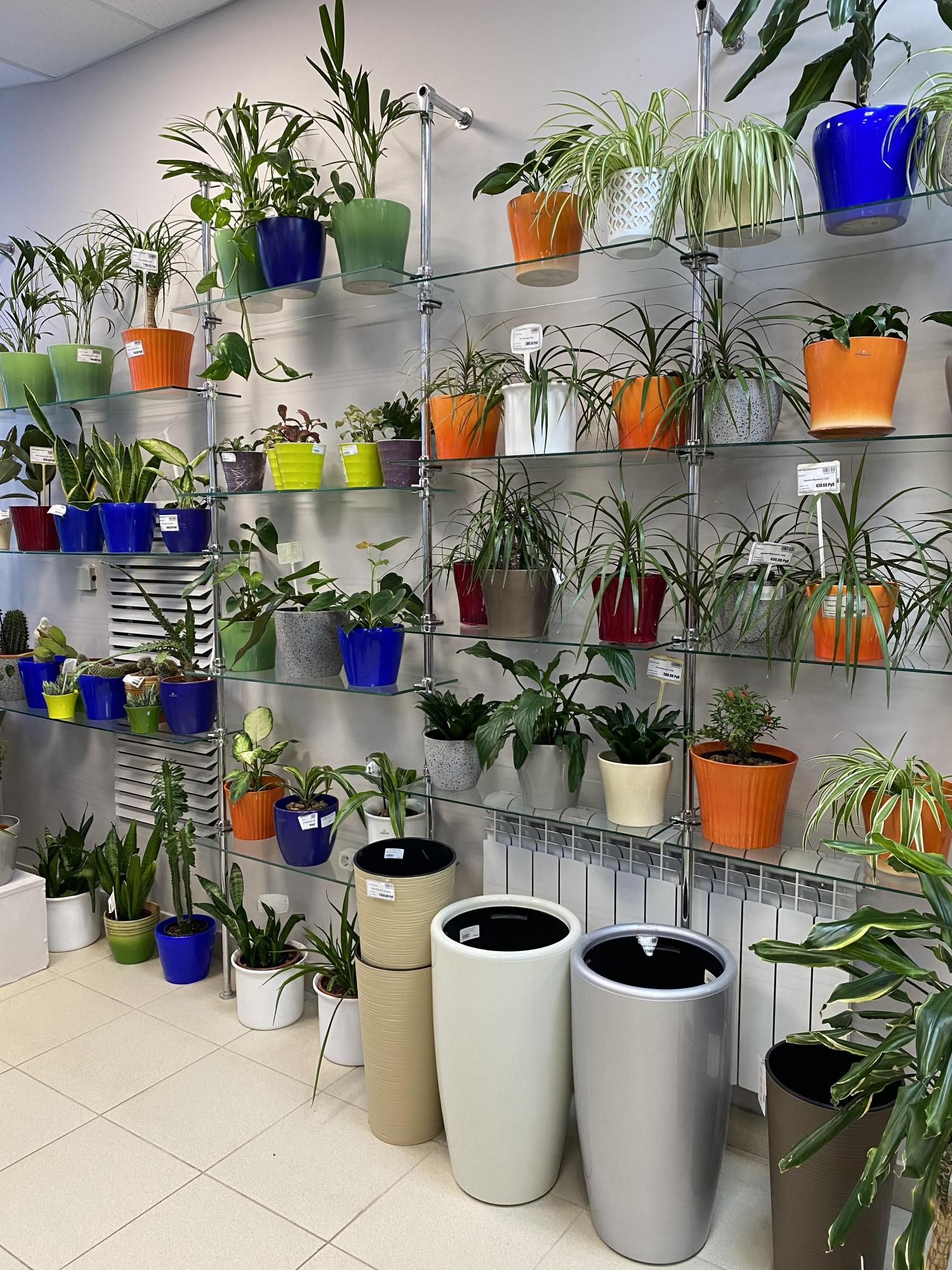 АКЦИЯ: скидка -50% на керамику, -30% на комнатные растения АКЦИЯ: скидка -50% на керамику, -30% на комнатные растения