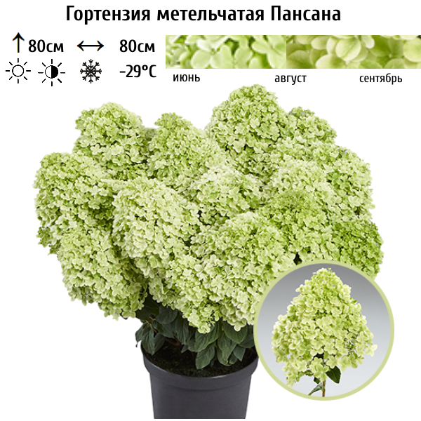 Основное изображение товара