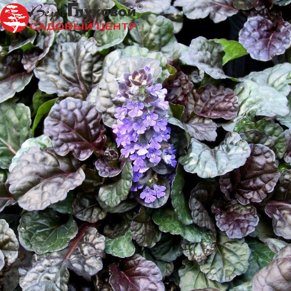 Основное изображение товара