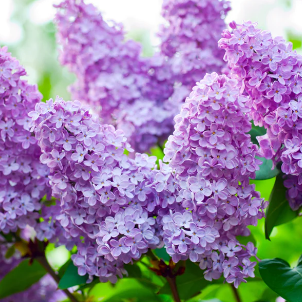 Основное изображение товара