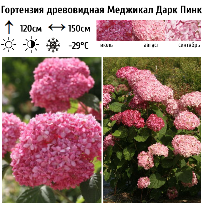 Основное изображение товара