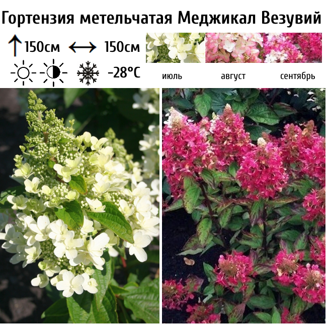 Гортензия метельчатая Меджикал Везувий