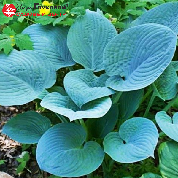 Основное изображение товара