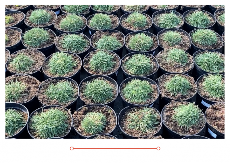 Новый выпуск "Дачные советы" от 25 марта 2021 года