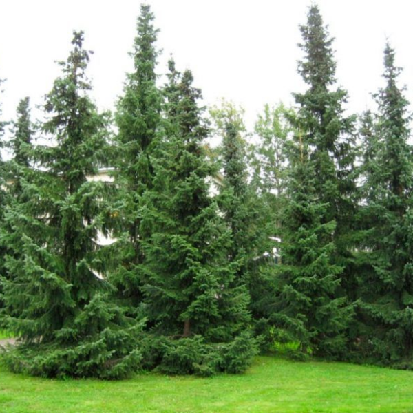 Основное изображение товара