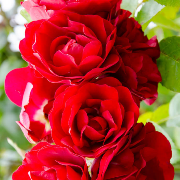 Основное изображение товара