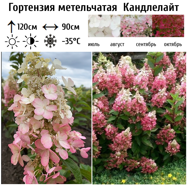 Гортензия метельчатая Канделайт