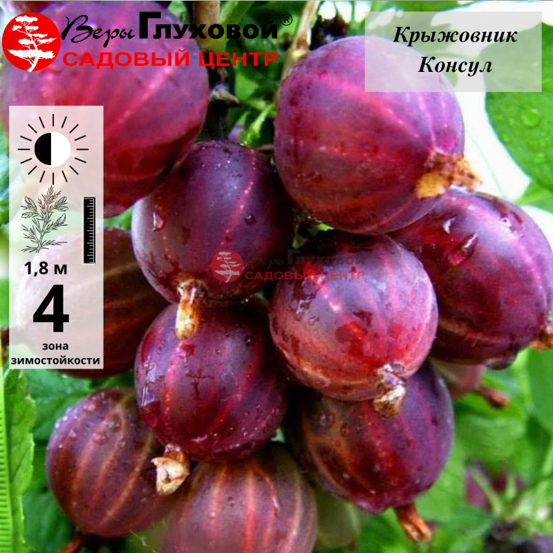Крыжовник Консул (Сенатор) (среднего срока созревания)