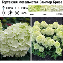 Основное изображение товара