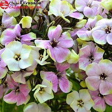 Основное изображение товара