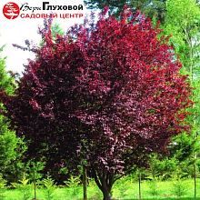 Слива растопыренная Нигра - Prunus cerasifera Nigra