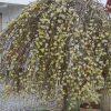 Ива козья (Salix caprea) Кильмарнок Шт-160 С5 ПК/24