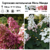 Гортензия метельчатая (Hydrangea paniculata) Мега Минди  С2 СП/26