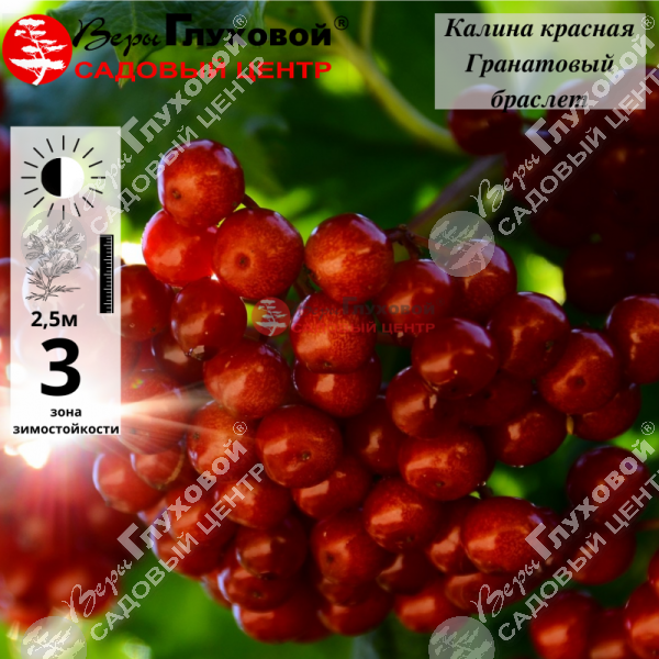 Калина красная "Гранатовый браслет" на фото