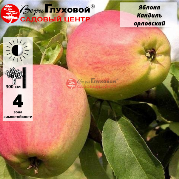 Яблоня Кандиль орловский (зимний сорт)