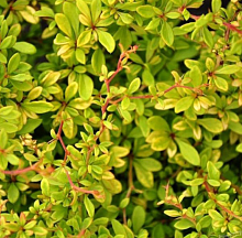 Основное изображение товара