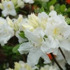 Азалия "Оксидол" на фото