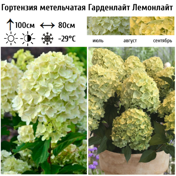 Основное изображение товара
