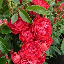 Основное изображение товара