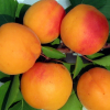 Абрикос "Саратовский рубин" на фото
