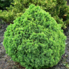 Ель обыкновенная (Picea abies) Томпа 20-25 WRB30 СП/25