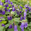 Колокольчик (Campanula) Сарастро С2 НСп/26