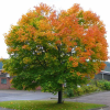 Саженец клена остролистного на фото
