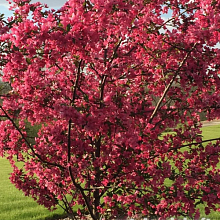 Яблоня Джон Доуни -  Malus 