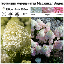 Основное изображение товара