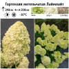 Гортензия метельчатая (Hydrangea paniculata) Лаймлайт 2-3вет ОКС СП/25