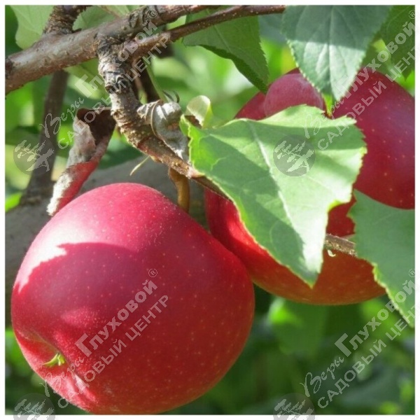 Яблоня полукарлик "Пепин шафранный" на фото