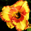 Лилейник (Hemerocallis) Ирисистабле Шарм С3 ГлХ/26
