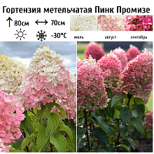 Основное изображение товара