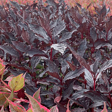 Основное изображение товара