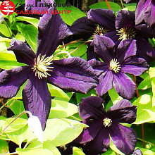 Основное изображение товара