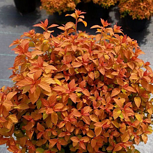 Основное изображение товара