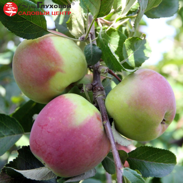 Основное изображение товара