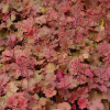 Гейхера (Heuchera) Черри Кола С2 СП/25