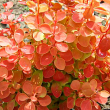 Основное изображение товара