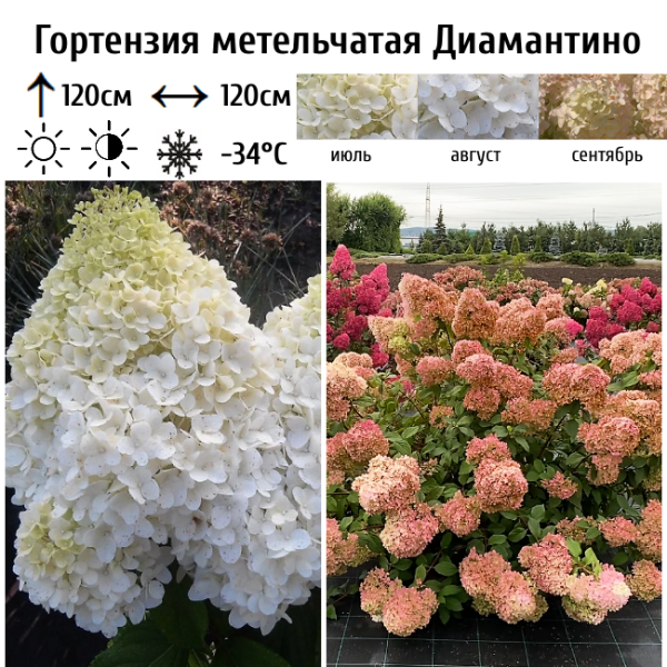 Основное изображение товара