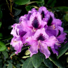 Рододендрон (Rhododendron) крупноцветковый 'Rasputin' 30-40 С5 ПЧ/25