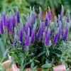 Вероника колосковая (Veronica spicata) Улстер Дварф Блю С2 ГлХ/26