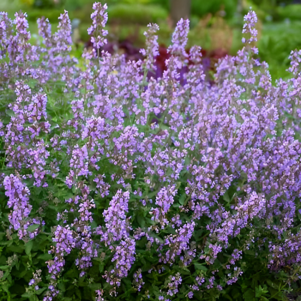 Основное изображение товара