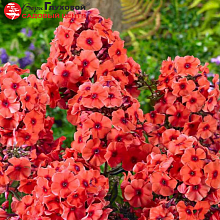 Основное изображение товара