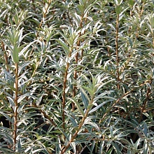 Основное изображение товара