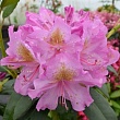 Рододендрон крупноцветковый 