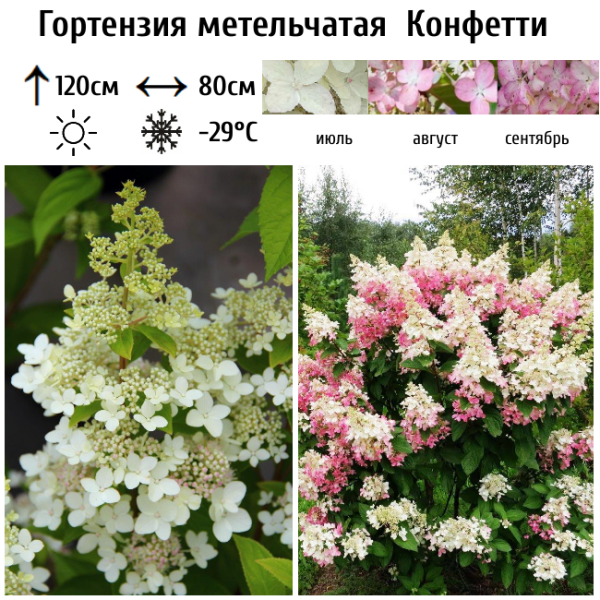 Основное изображение товара